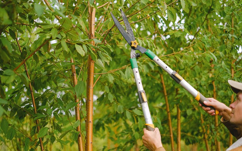 Tree trimming in Immokalee, FL